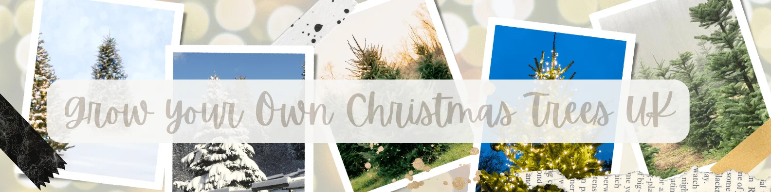 Grow Your Own Christmas Tree UK Blog