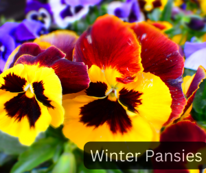 Winter Pansies