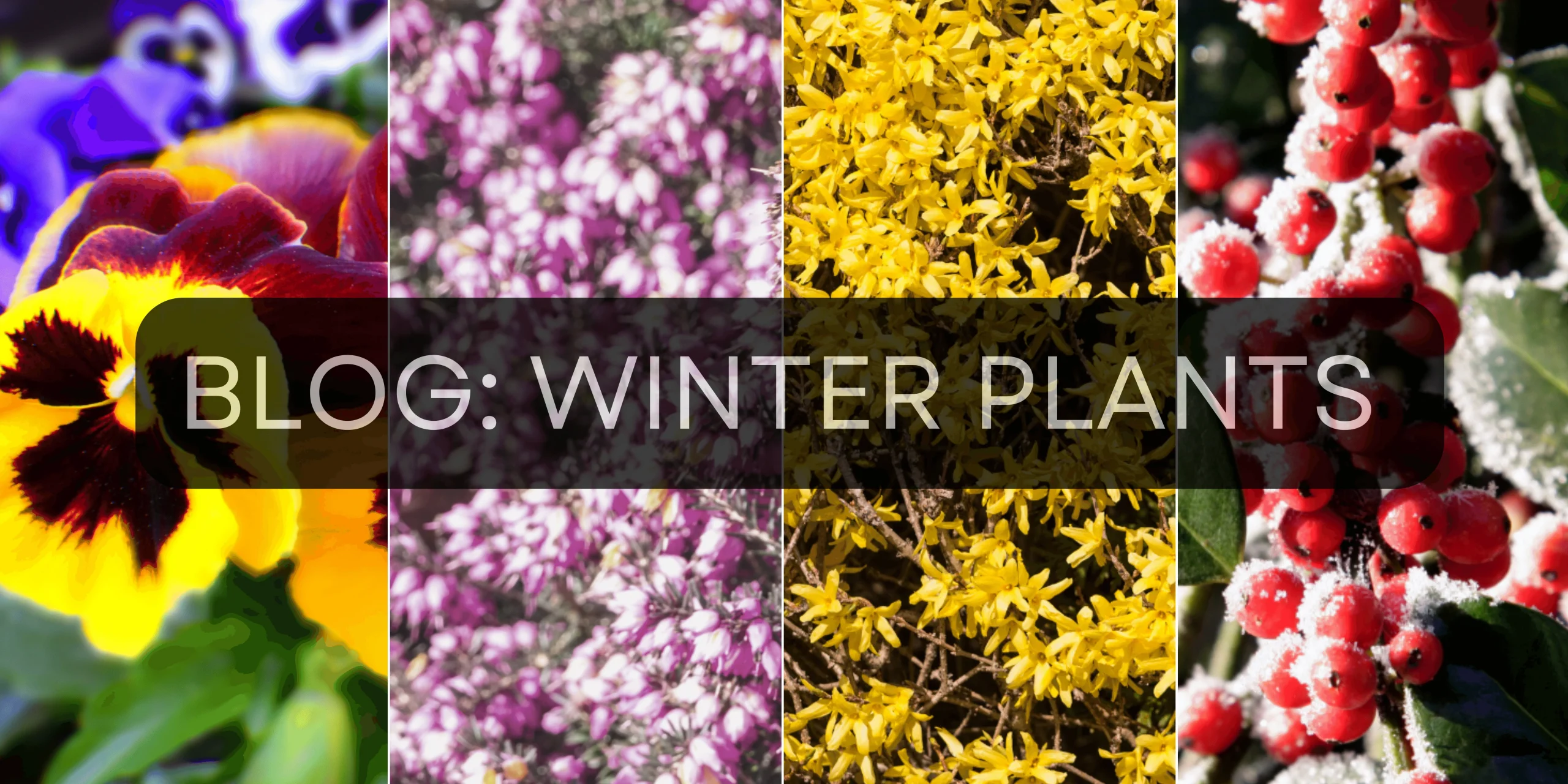 Blog: Winter Plants