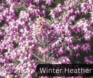 winter heather